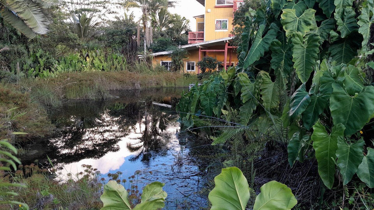 Pahoa House | 3 Rooms in Estate House with private access to volcanic steam sauna caves!