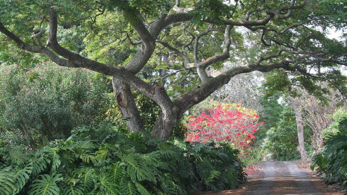 Kahaluu-Keauhou House | Kona Retreat 2.7 Secluded Acres - Close to Old Hawaii, Beach & Shopping!