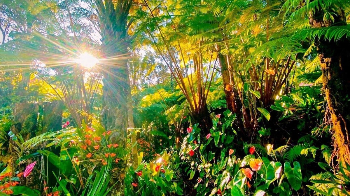 Volcano Cottage | Minutes from Hawai’i Volcano National Park.Peaceful, tranquil and just awesome