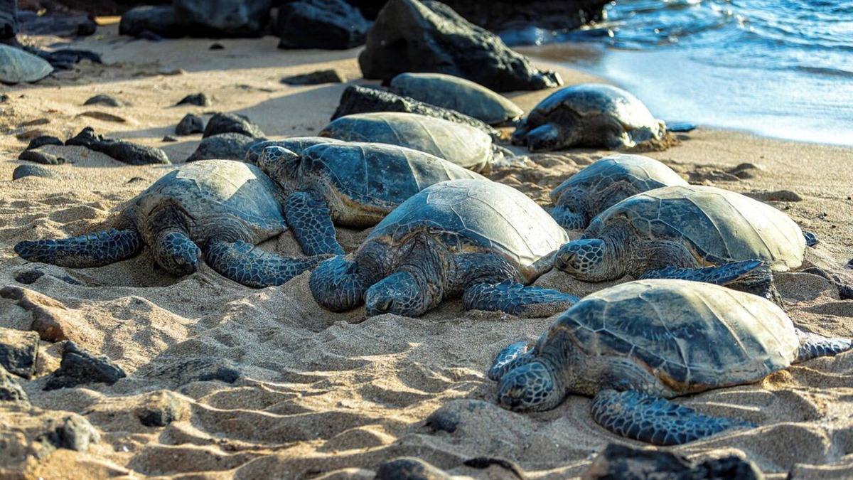 Kahana Condo | New Listing! Mahina Surf 111! Stunning Ocean View! Special Summer Rates!