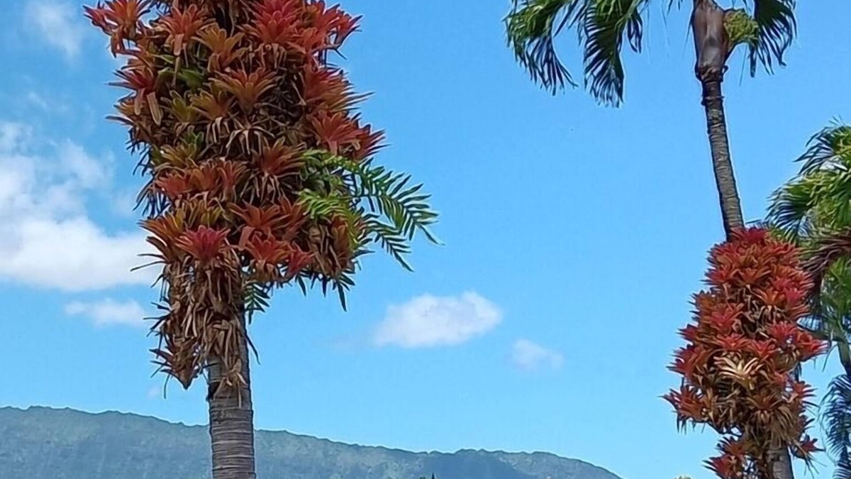 Princeville House | North Shore's Top location~3 bedroom house w/loft, waterfall views