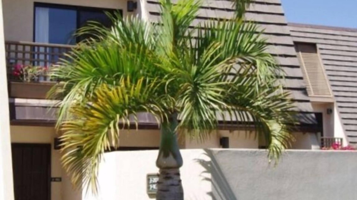 Kihei Condo | Paradise in Maui - the Maui Kamaole Resort!
