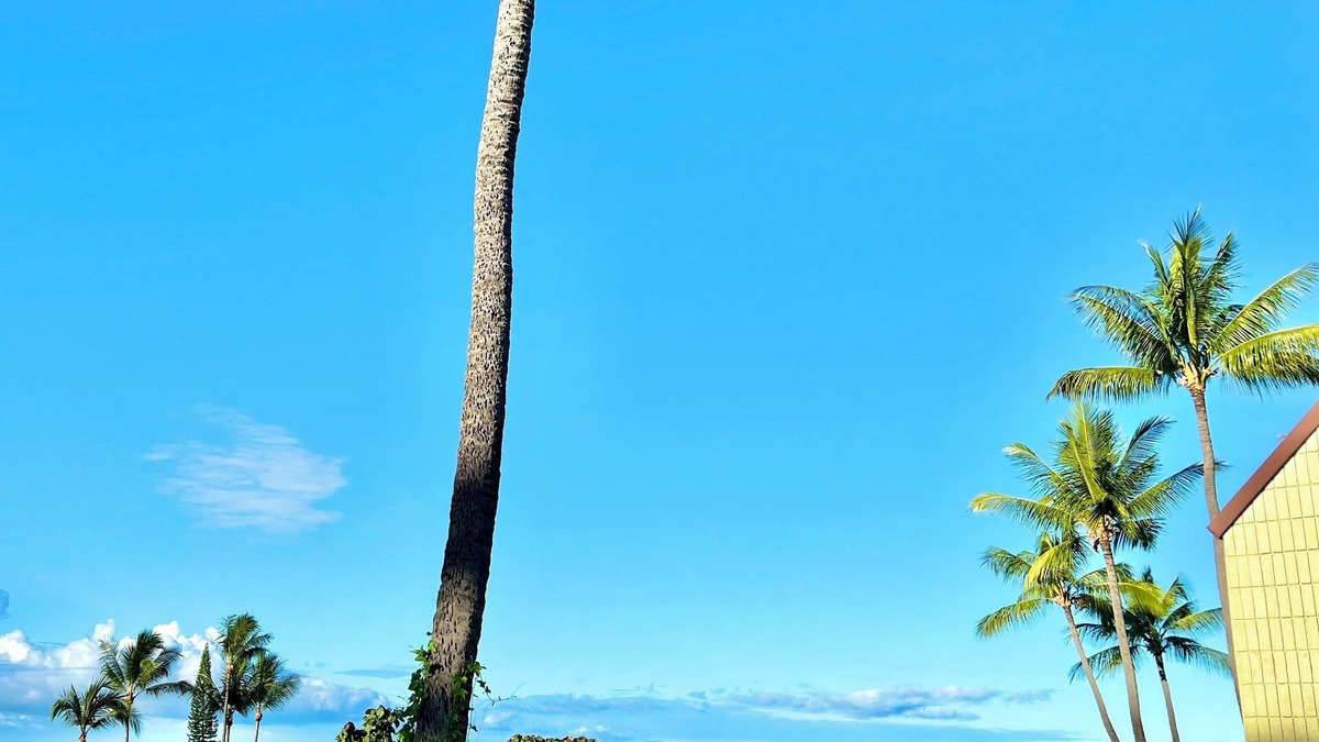 Kahaluu Bay Condo | Peaceful Kona Retreat—Steps to Magic Sands Beach · Ocean View · King Beds · AC