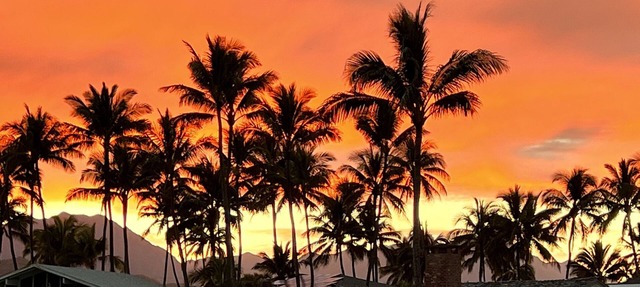 Just 40 Feet to Kailua Beach from our Lush Green Yard