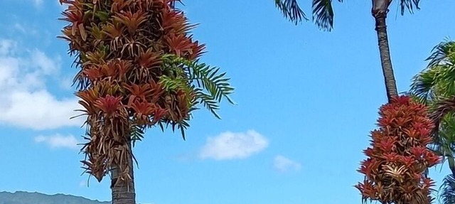 North Shore's Top location~3 bedroom house w/loft, waterfall views