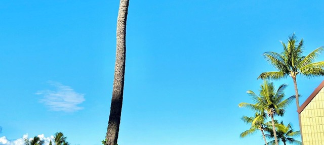 Peaceful Kona Retreat—Steps to Magic Sands Beach · Ocean View · King Beds · AC