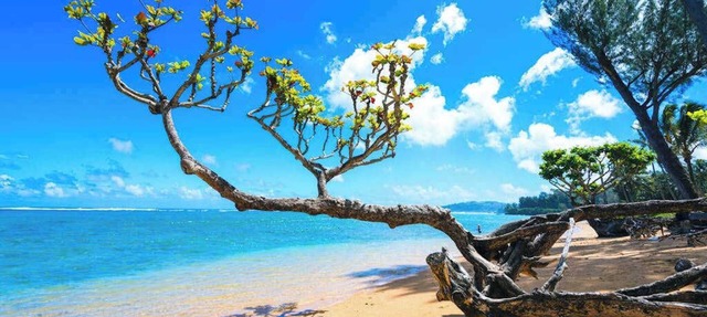 Steps from the Ocean in a Roomy Kilauea Getaway TVNC#4255