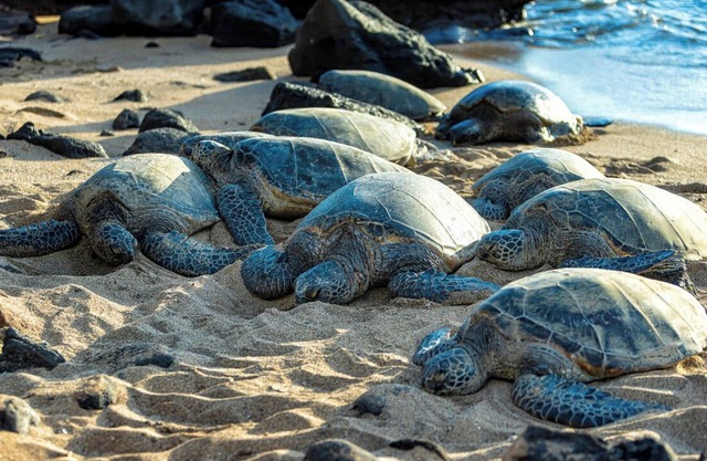 New Listing! Mahina Surf 111! Stunning Ocean View! Special Summer Rates!