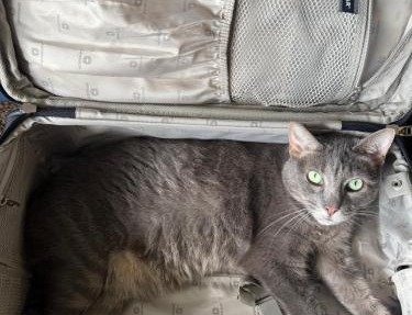 SHARE with working host, WiFi, AC, Pool, walk to Downtown, 15 min to airport - Friendly Cats in house