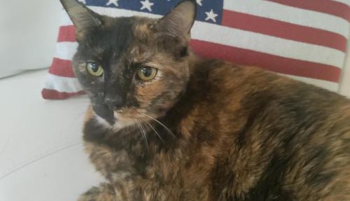 SHARE with working host, WiFi, AC, Pool, walk to Downtown, 15 min to airport - Friendly Cats in house